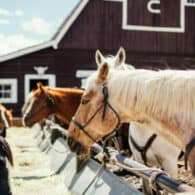 horses at the hay trough in front of the barn