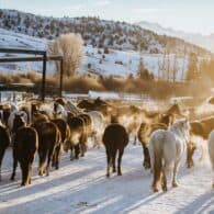 the horses' breath steams in the cold morning air