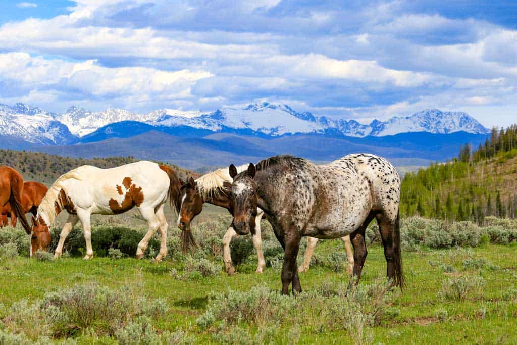 horse in field