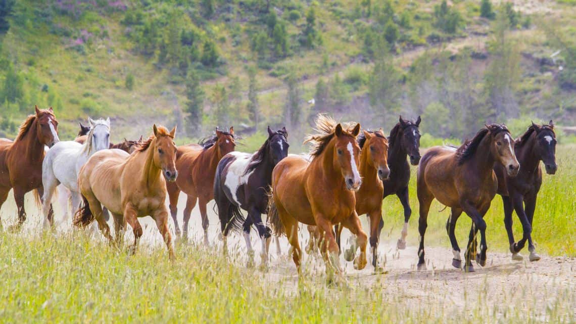 horses-thundering-by