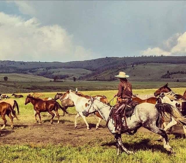 horses running