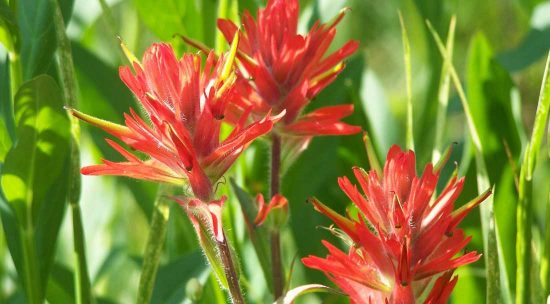 Close up of red flowers