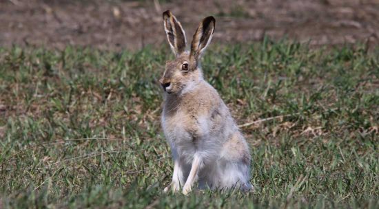 Jackrabbit