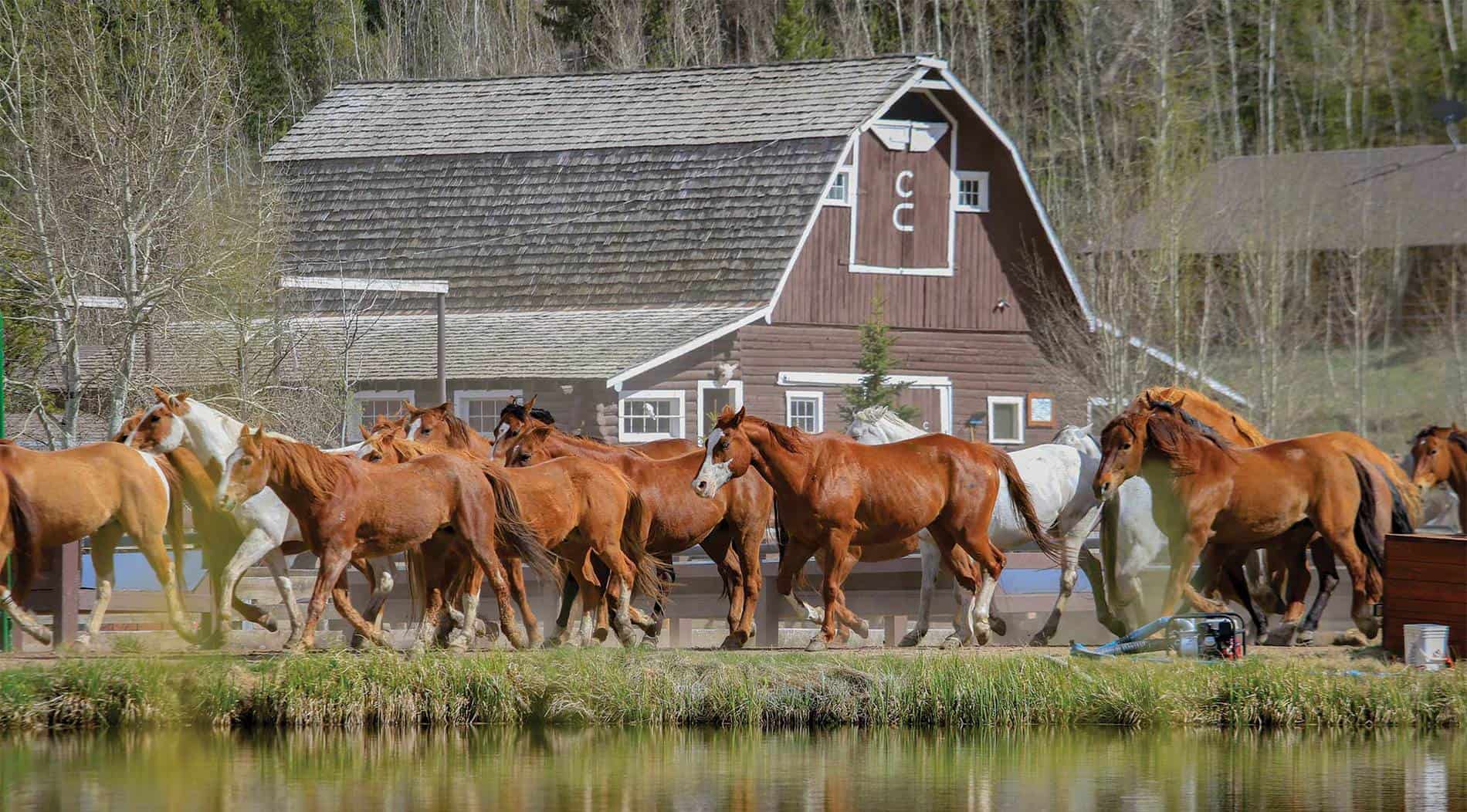 hero-jingle in front of the barn