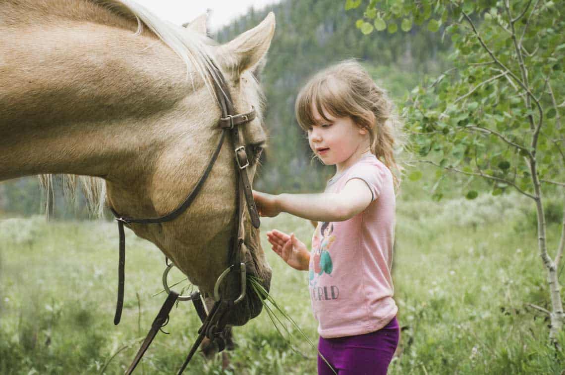 a little girl pets the nose of a horse