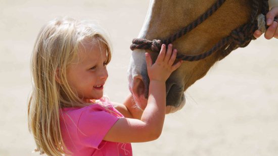 A little girl pets a horse's nose