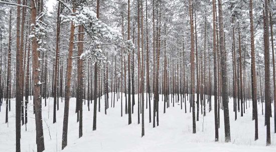 Snow covered pine trees