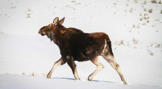 Moose walking in the snow