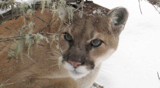 Mountain lion in the snow