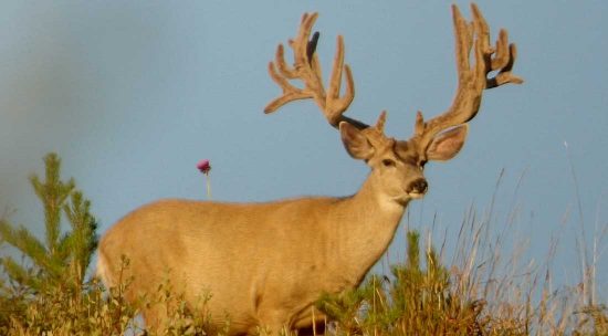 Mule deer at ranch