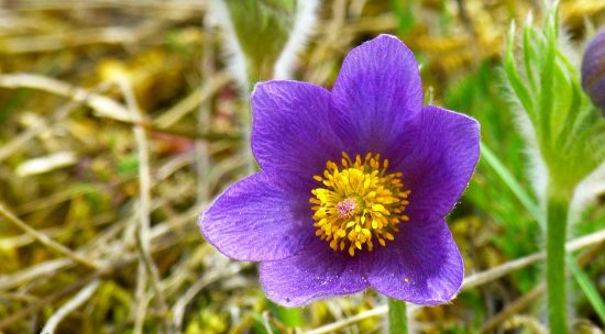 Pasque flower