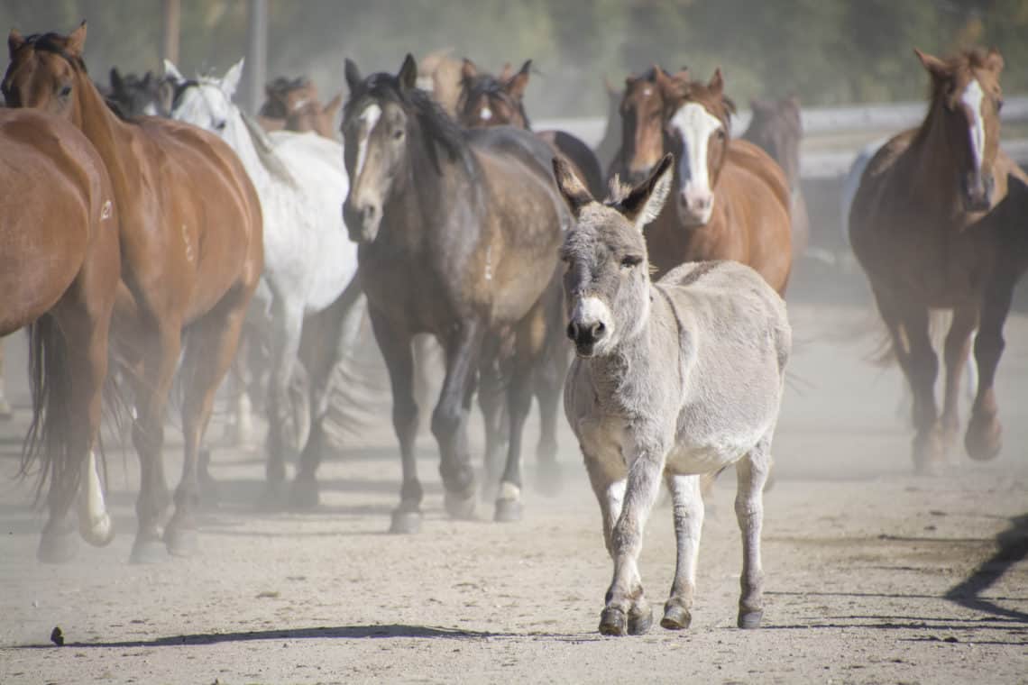 Group of horses with donkey