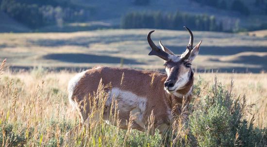 Pronghorn