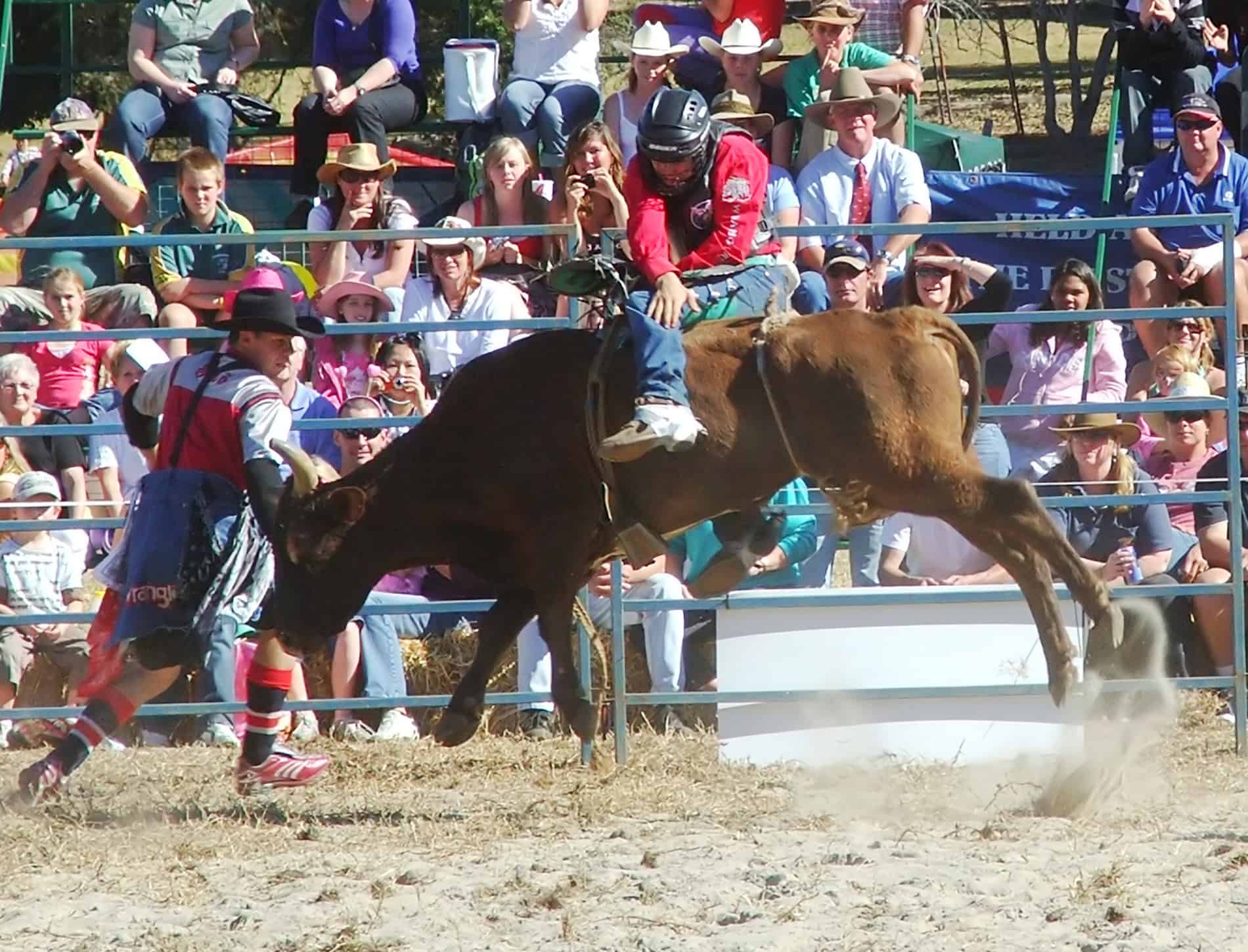 Bull rider trying to stay on a bull during a local rodeo