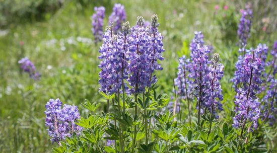 Sage flowers