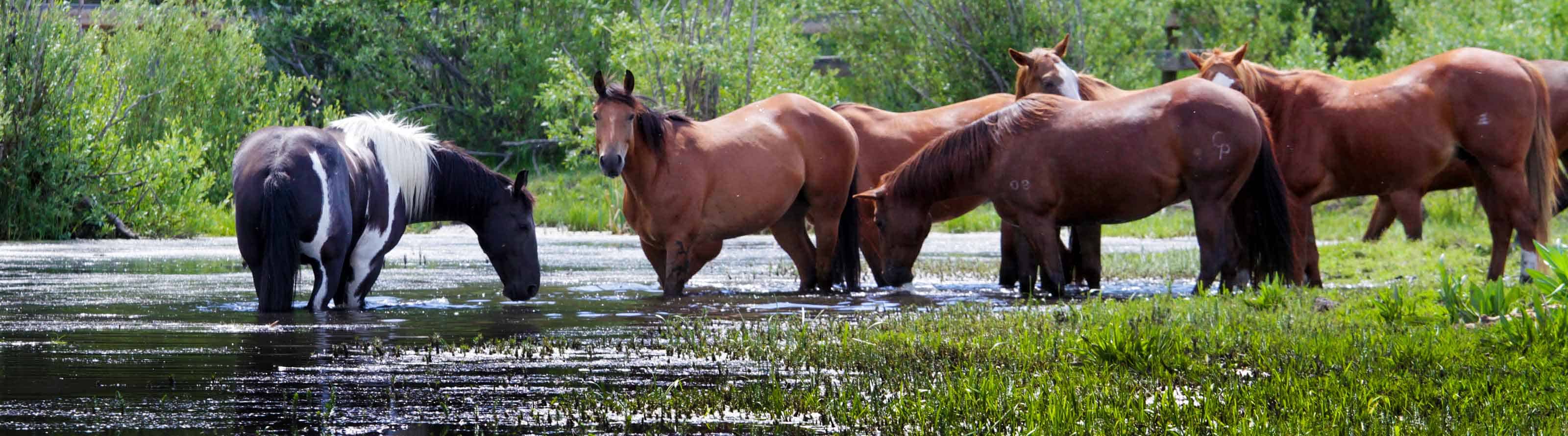 short-hero-horses-in-river A group of horses drinking from the river at C Lazy U Ranch.