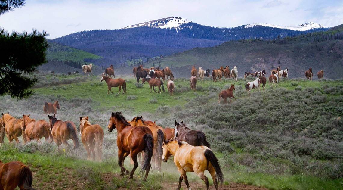 running horses into mountains