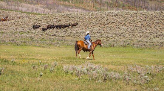 lone-woman-approaching-cattle