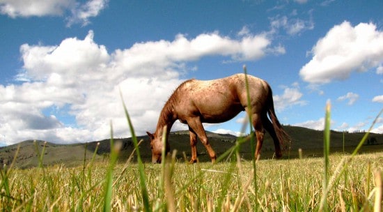 Horse in a pasture