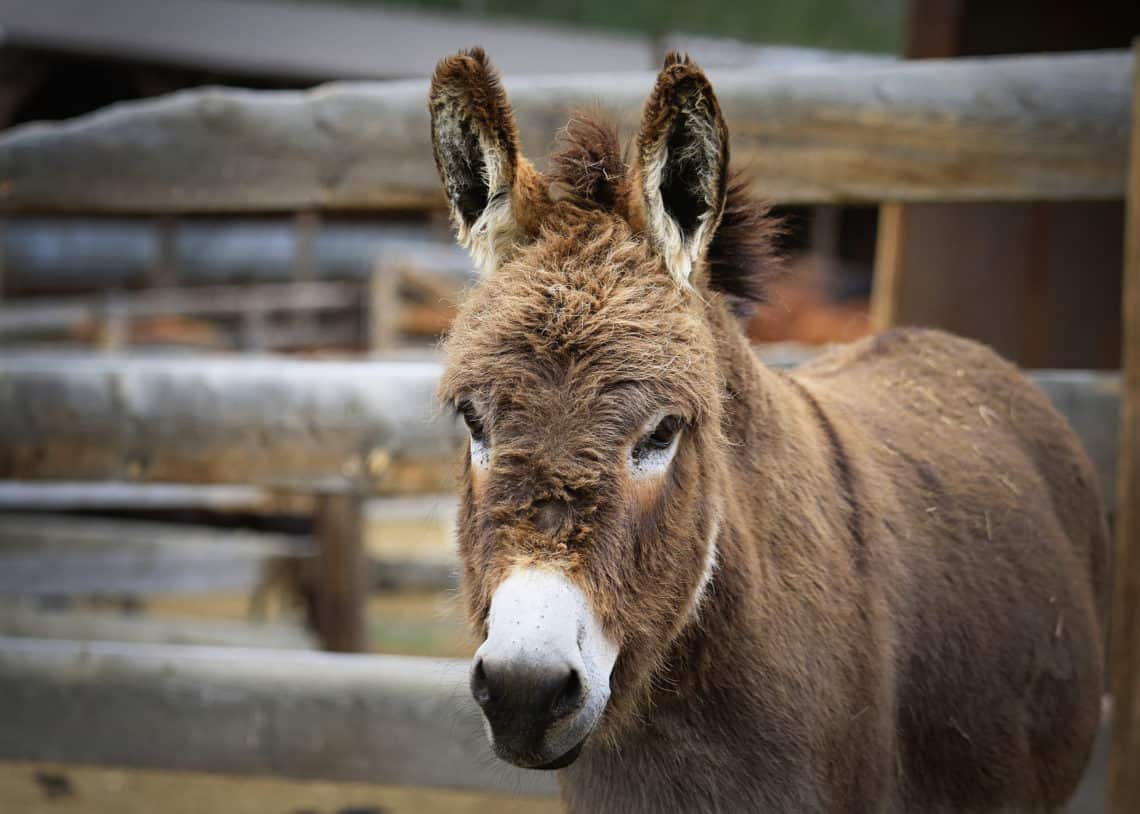 Closeup view of donkey