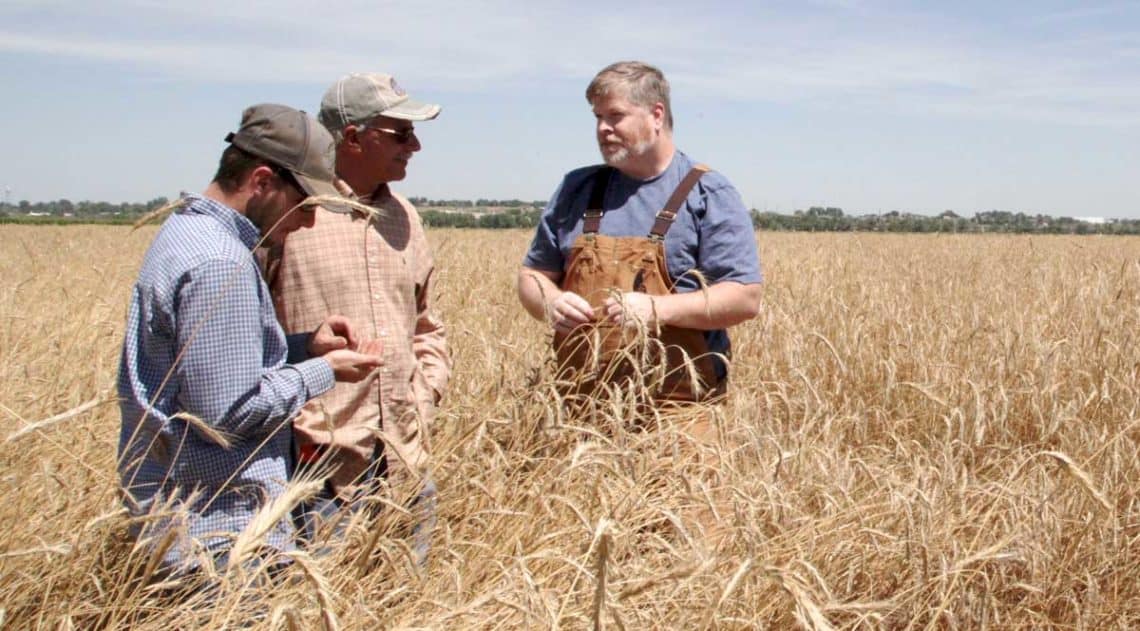 Men in field