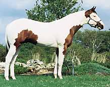 Dark pigmentation around the ears, which may expand to cover the forehead and/or eyes. One or both eyes blue. Dark pigmentation around the mouth, which may extend up the sides of the face and form spots. Chest spot(s) in varying sizes. These may also extend up the neck. Flank spot(s) ranging in size. These are often accompanied by smaller spots that extend forward across the barrel, and up over the loin. 