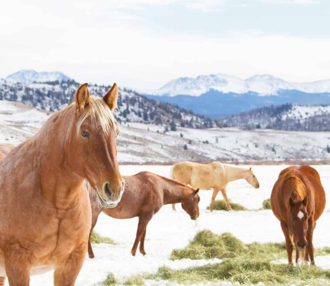 Horses in a wintery meadow eating hay