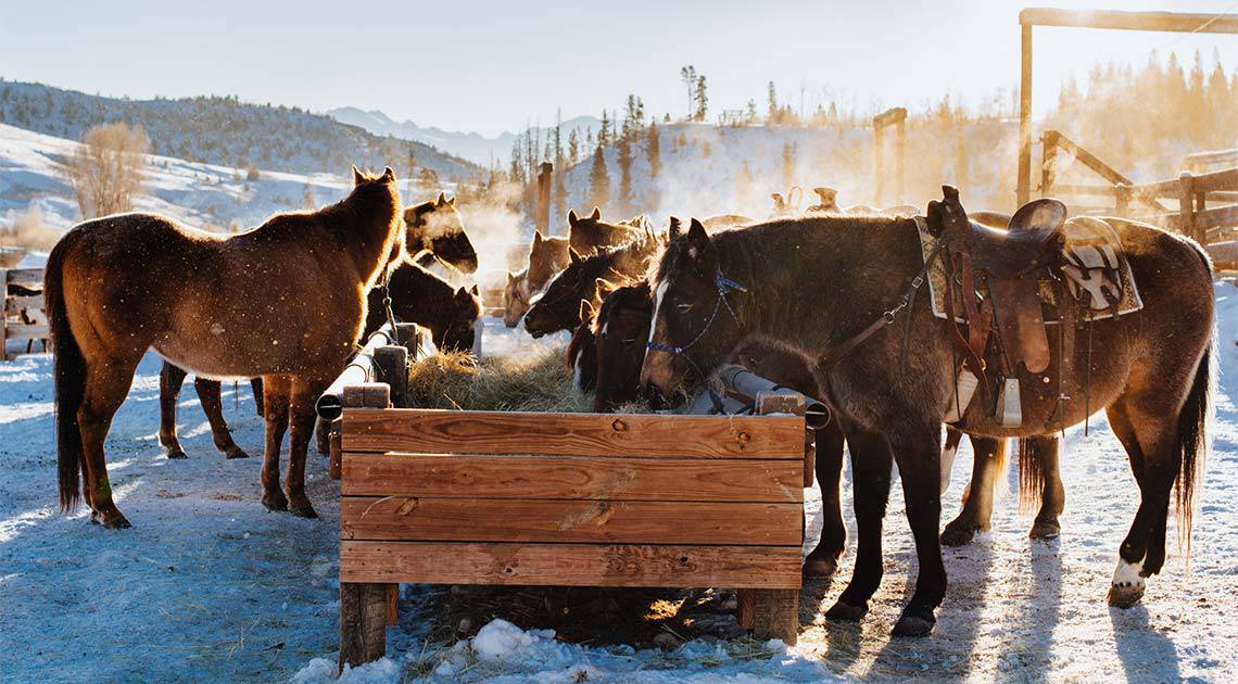 horses eating hay in the trough during winter, at the C Lazy U Ranch