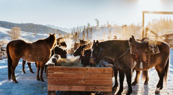 horses eating hay in the trough during winter, at the C Lazy U Ranch