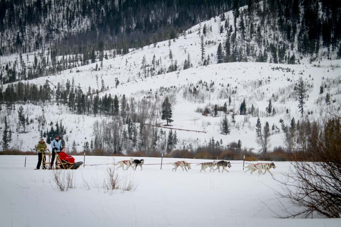 Guests enjoy a dog sled ride in the snow at C Lazy U Ranch