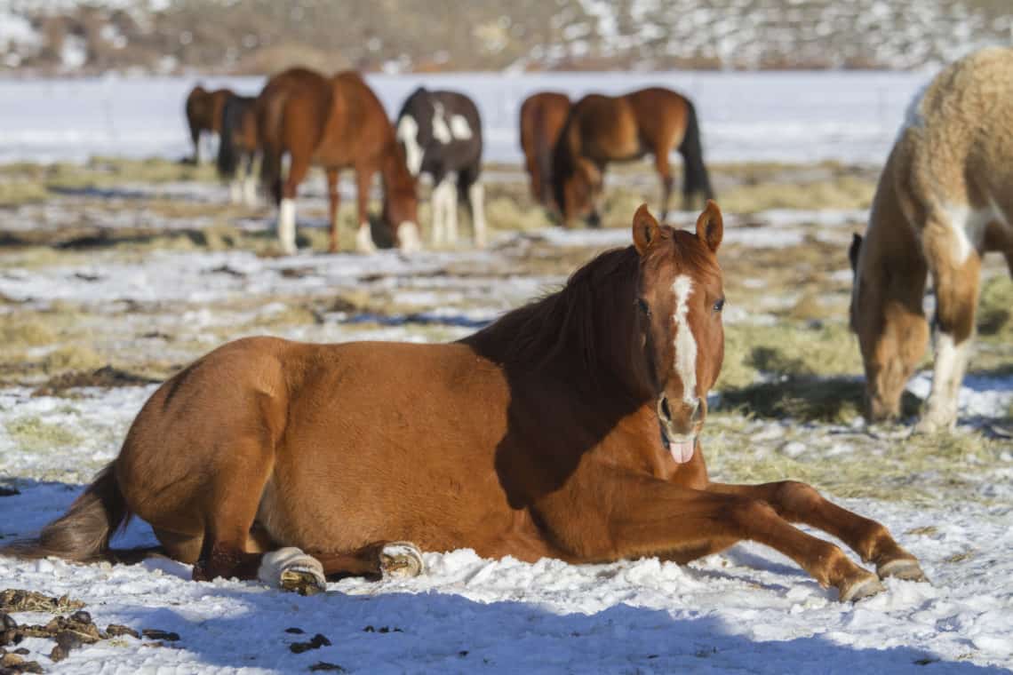 horse laying down