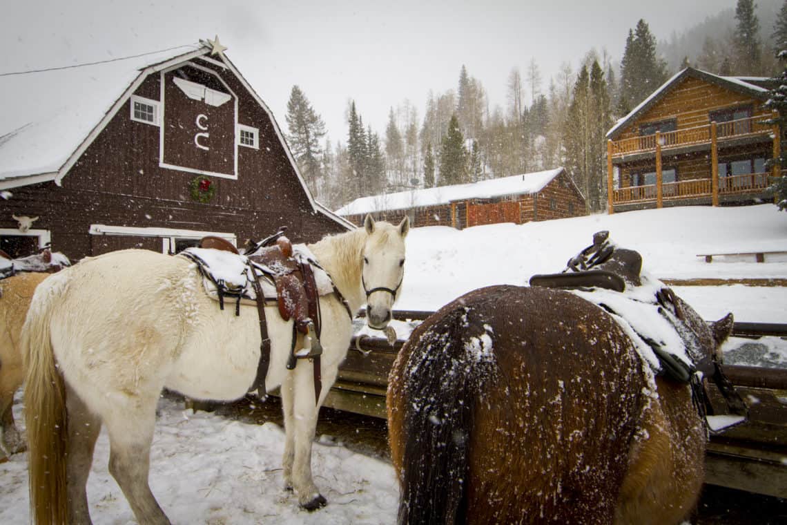 horse looks back as they and other horses feed during the winter at C Lazy U Ranch