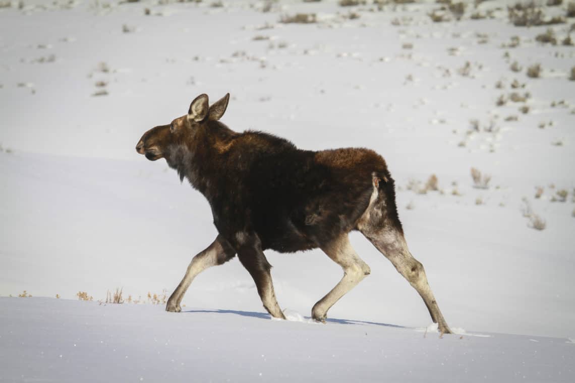 moose running